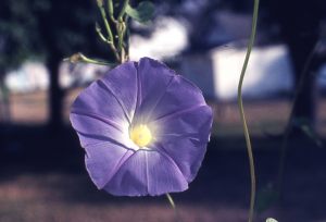 NBHA slides1325